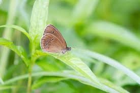 Attēlu rezultāti vaicājumam “Coenonympha glycerion underside”