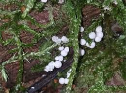 Attēlu rezultāti vaicājumam “Diderma montanum”