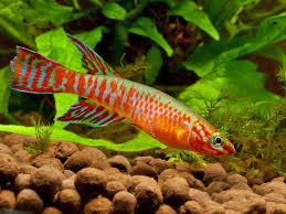 Image result for Aphyosemion