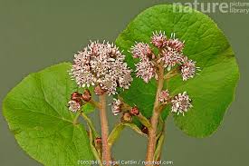 Image result for Petasites officinalis