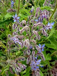 Attēlu rezultāti vaicājumam “Boraginaceae”