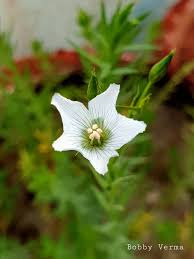 Attēlu rezultāti vaicājumam “Linum usitatissimum bud”