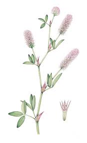 Attēlu rezultāti vaicājumam “Trifolium arvense fruit”