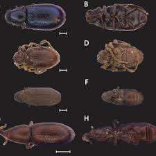 Attēlu rezultāti vaicājumam “Ptinus sp.”