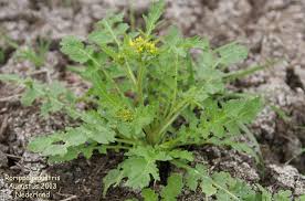 Attēlu rezultāti vaicājumam “Rorippa palustris fruit”