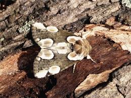 Attēlu rezultāti vaicājumam “Thyatira batis imago”