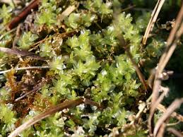 Attēlu rezultāti vaicājumam “Plagiomnium elatum”