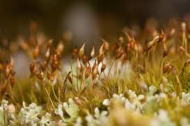 Attēlu rezultāti vaicājumam “Dicranella heteromalla”