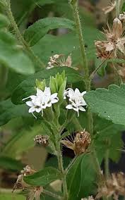 Image result for Stevia rebaudiana