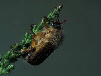 Attēlu rezultāti vaicājumam “Amphimallon solstitiale”