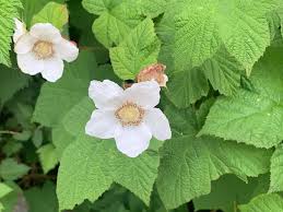 Attēlu rezultāti vaicājumam “Rubus parviflorus”
