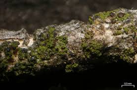 Attēlu rezultāti vaicājumam “Scoliciosporum chlorococcum”