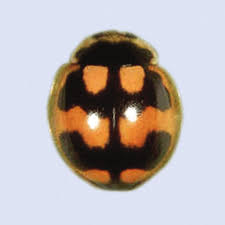 Attēlu rezultāti vaicājumam “Propylea quatuordecimpunctata”