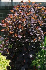 Attēlu rezultāti vaicājumam “Cotinus coggygria flower”