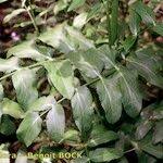 Attēlu rezultāti vaicājumam “Sium latifolium fruit”