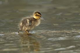 Attēlu rezultāti vaicājumam “Anas platyrhynchos juvenile”