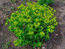 Attēlu rezultāti vaicājumam “Euphorbia helioscopia leaf”