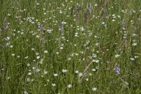Attēlu rezultāti vaicājumam “Stellaria palustris”