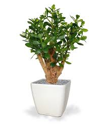 Image result for Mehikasvi