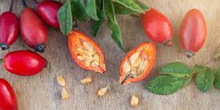 Attēlu rezultāti vaicājumam “Rosa subcanina fruit”