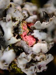 Attēlu rezultāti vaicājumam “Illosporiopsis christiansenii”