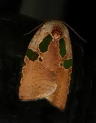 Attēlu rezultāti vaicājumam “Nycteola sp.”