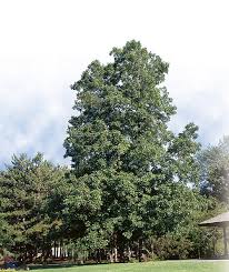 Attēlu rezultāti vaicājumam “Carya ovata”