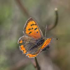 Attēlu rezultāti vaicājumam “Lycaena phlaeas underside”