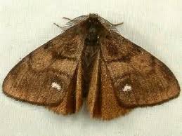 Attēlu rezultāti vaicājumam “Orgyia antiqua”