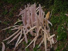 Attēlu rezultāti vaicājumam “Clavaria straminea”