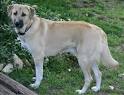 Anatolian Shepherd Dog Information and Pictures