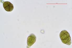Attēlu rezultāti vaicājumam “Dichodontium pellucidum”