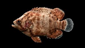 Image result for Lobotes surinamensis
