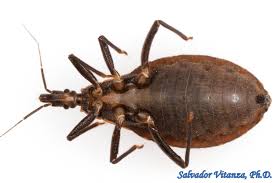 Attēlu rezultāti vaicājumam “Heteroptera”