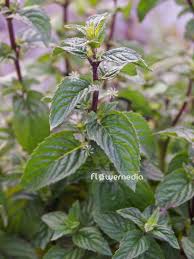 Image result for Menta x piperita