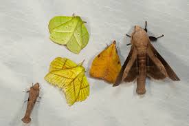 Attēlu rezultāti vaicājumam “Lasiocampidae”