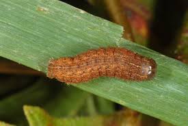 Attēlu rezultāti vaicājumam “Mythimna turca”