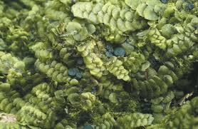 Attēlu rezultāti vaicājumam “Calypogeia neesiana”