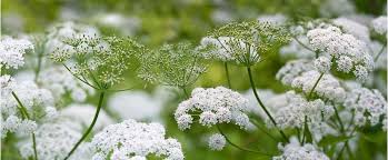 Image result for Kerbel