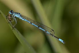 Attēlu rezultāti vaicājumam “Coenagrion armatum male”