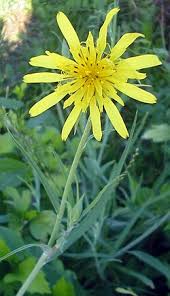 Attēlu rezultāti vaicājumam “Tragopogon pratensis subsp. pratensis fruit”