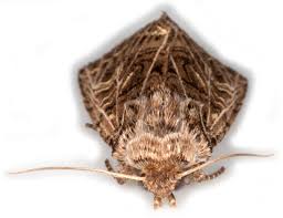 Attēlu rezultāti vaicājumam “Tholera decimalis male”