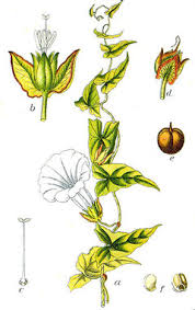 Attēlu rezultāti vaicājumam “Calystegia sepium fruit”