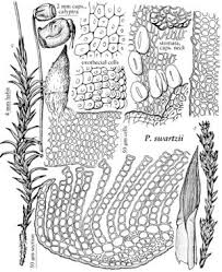 Attēlu rezultāti vaicājumam “Polytrichum commune var. perigoniale”
