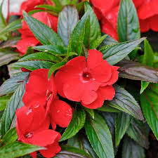 Image result for Impatiens balsamina