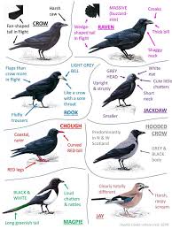 Attēlu rezultāti vaicājumam “Corvidae”
