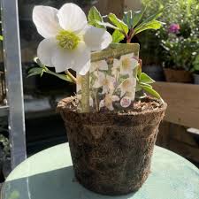 Attēlu rezultāti vaicājumam “Helleborus niger flower”