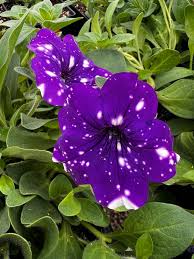 Image result for Petunia