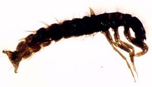 Attēlu rezultāti vaicājumam “Trichoptera”