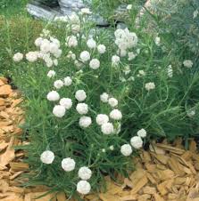Attēlu rezultāti vaicājumam “Achillea ptarmica leaf”
